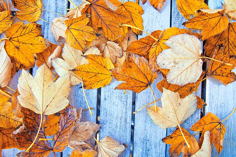 סתיו בצמרות – מדריך עונתי לטיפול בגינה בעונת הסתיו והכנתה לחורף